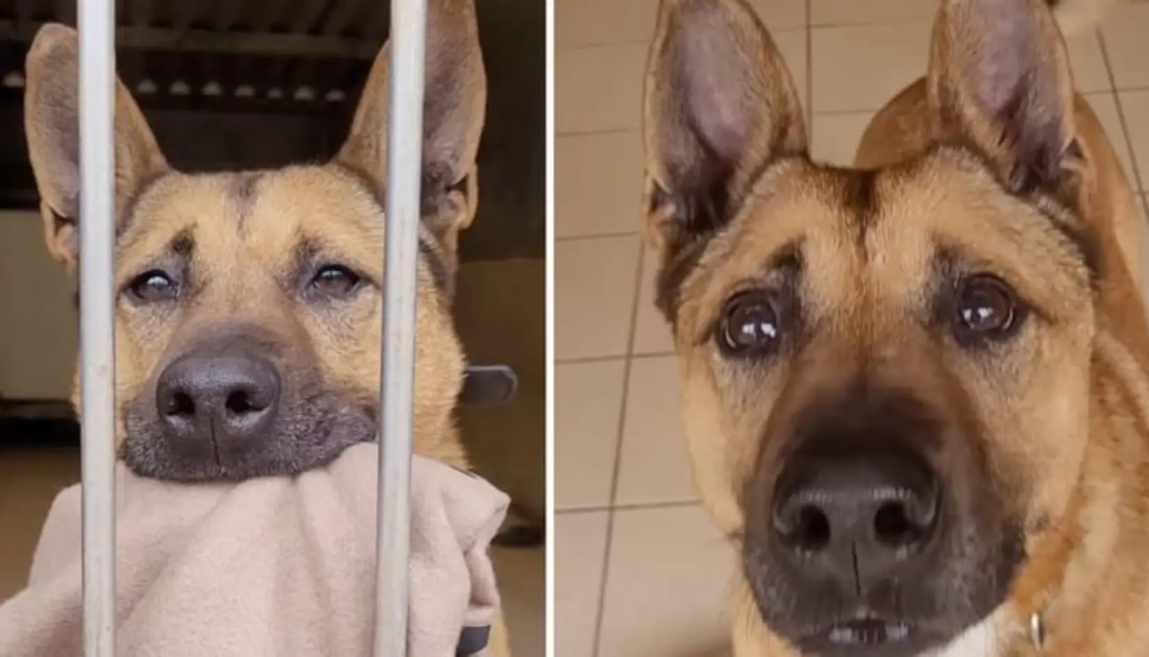Kyra, chienne croisée Malinois de 8 ans, derrière les barreaux d’un refuge SPA.